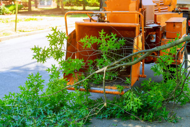 Best Utility Line Clearance  in Kingston, OK