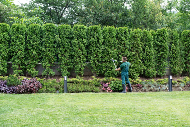 Best Lawn Mowing  in Kingston, OK