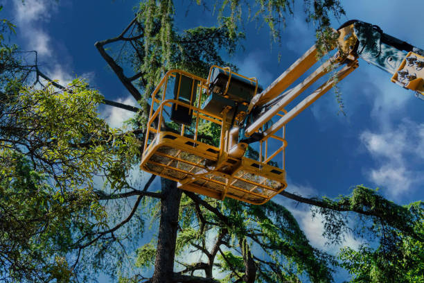 How Our Tree Care Process Works  in  Kingston, OK