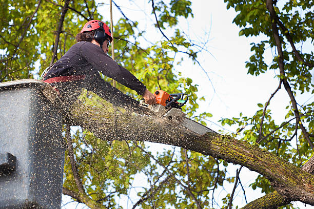  Kingston, OK Tree Services Pros