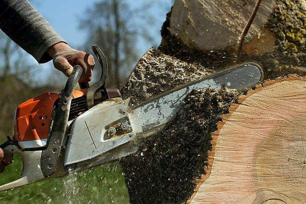 Best Firewood Processing and Delivery  in Kingston, OK