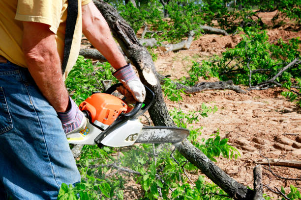Professional Tree Services in Kingston, OK