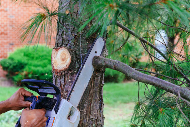 Best Palm Tree Trimming  in Kingston, OK